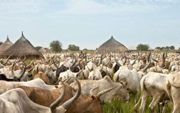 large cattle drive through a village in South Sudan